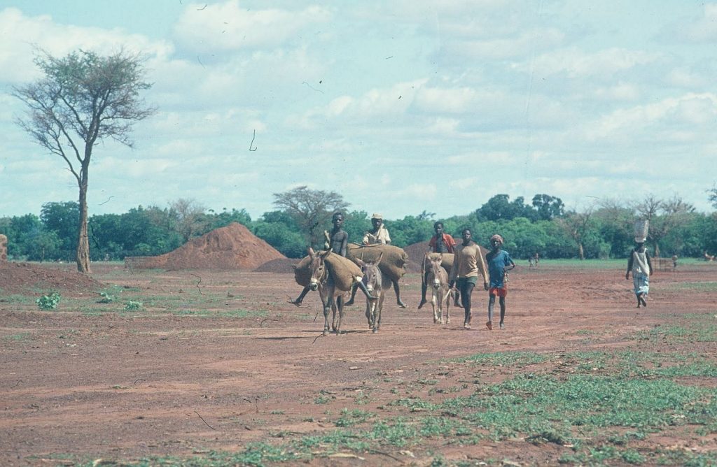 Children with donkeys